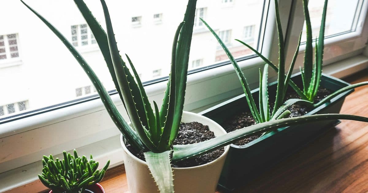 Fenstersims mit Pflanzen drauf